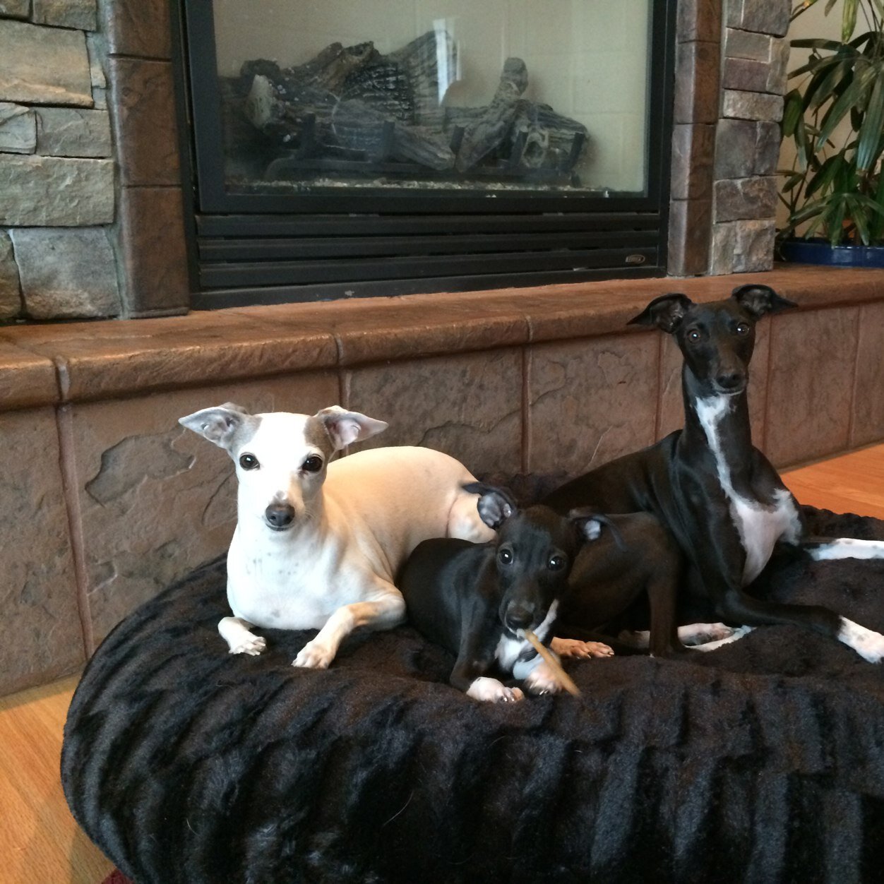 montseedwards's profile picture. Dm north colorado petsmart