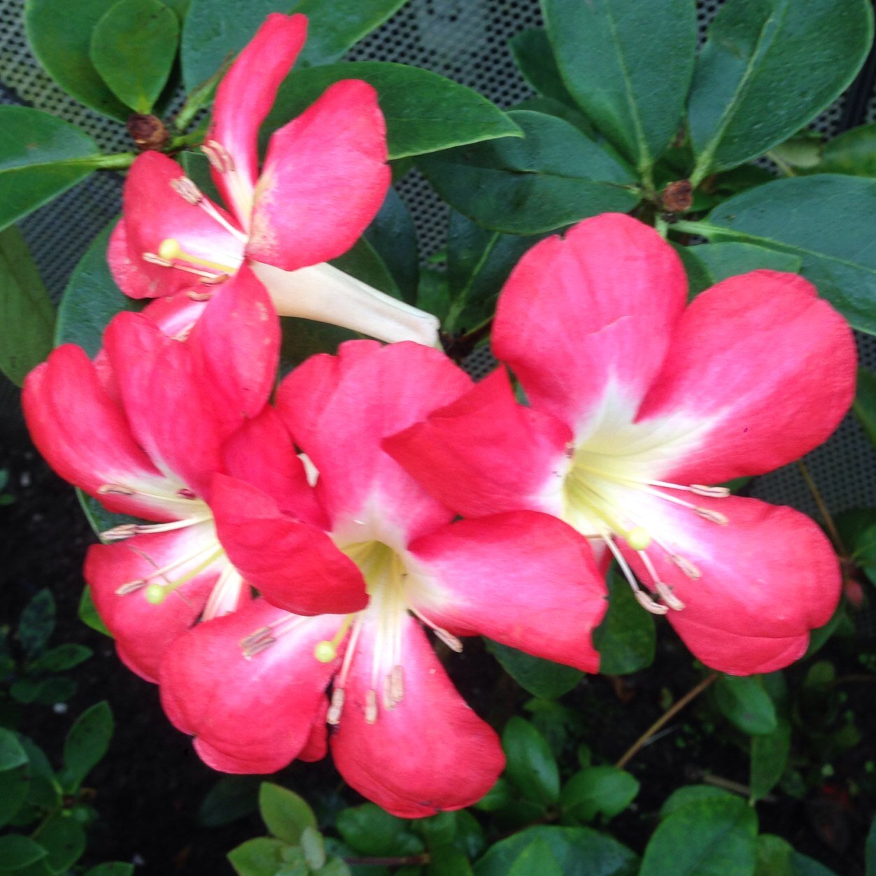 ParkerPalileo's profile picture. native Chicagoan. traveling. eating. drinking. shopping. running. reading.