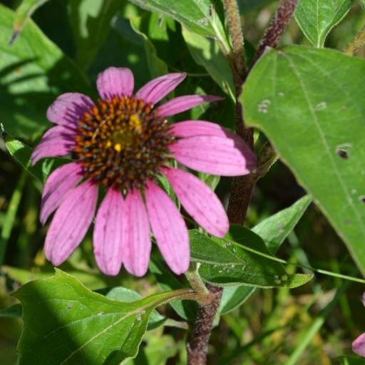 nancyzook1's profile picture. 