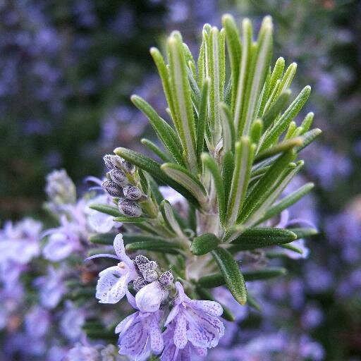 La única planta en el mundo que habla