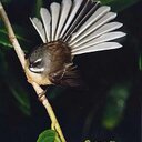 Veronica Howell - @vthowell - Twitter