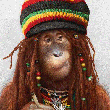 Rastaman301's profile picture. Развлекаюсь)))-