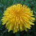 Solon Iowa (@soloniowa) Twitter profile photo