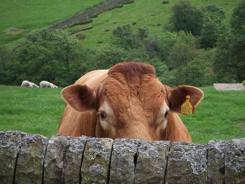 NEW ACCOUNT: @GeoffKennedy Follow me there if it pleases you. SEO, Digital Marketing, Social Media, Edinburgh stuff and general idle bull.