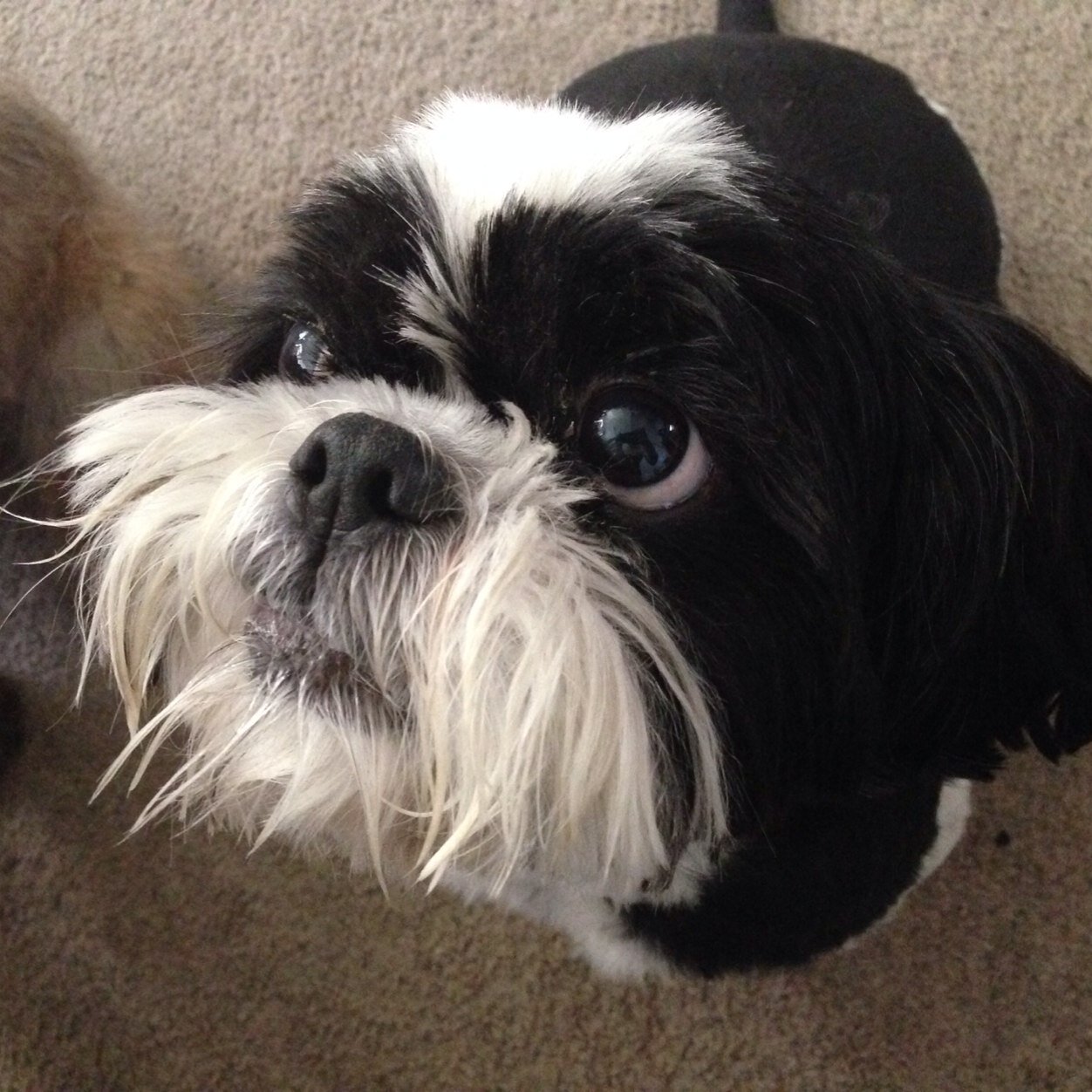 lucky_youdog's profile picture. Be the change you wish to see in the world. Gandhi