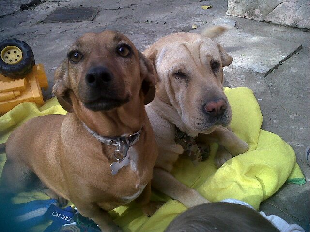 Proteccionista independiente