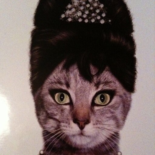 SianieSaunders's profile picture. Teacher. Runner. Sleeper. Reader. Cat owner.