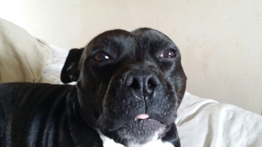 Oatcakes, Staffordshire Bull Terriers, Football & Music
