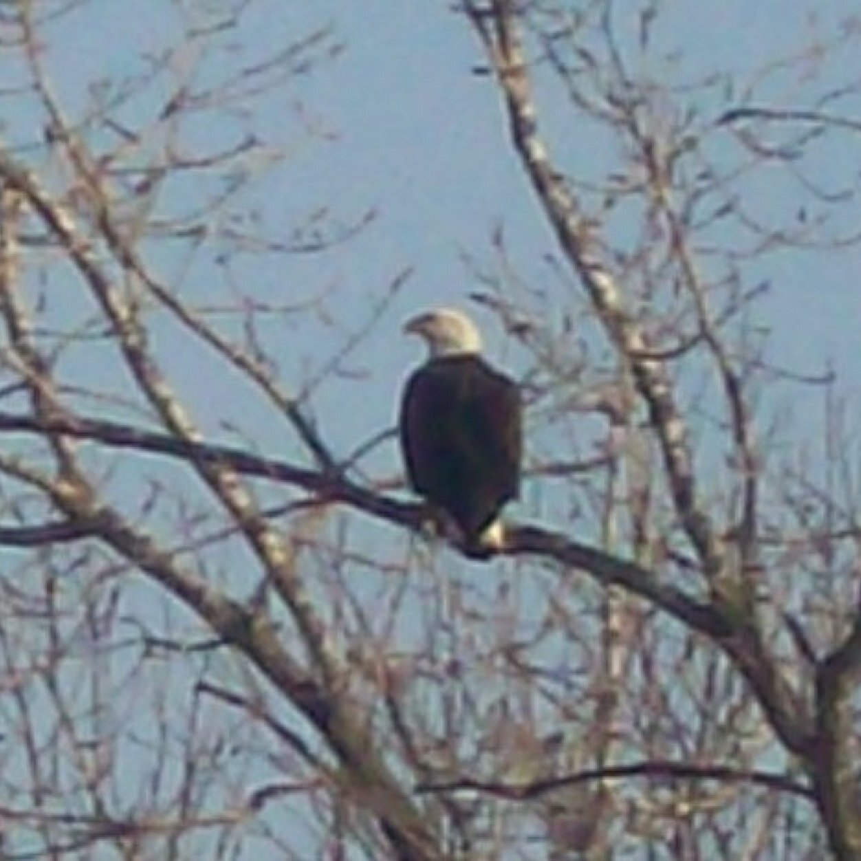 isaiahm17's profile picture. I know where I come from how about you