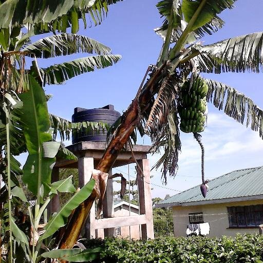 Eshiokhunjila's profile picture. 