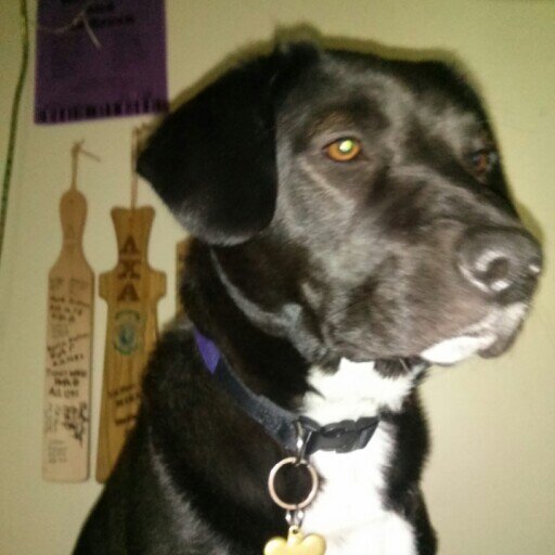 Retired Lambda Chi Alpha frat hound. I've moved my talents of eating trash and condoms to Indianapolis, hopefully the Bay Area soon