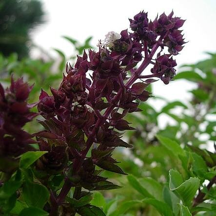 مساعد بن عبدالعزيز