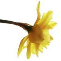 David Fawbert Photography (@davidfawbert) 's Twitter Profile