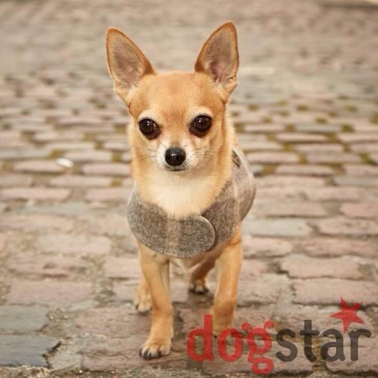 DoggyCarlos's profile picture. 