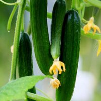 Pik-N-Pak Produce (@piknpakproduce) 's Twitter Profile