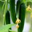 PikNPakProduce's profile image