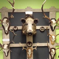 Verrassend Veluws. Hoenderloo - Kootwijkerbroek (@timphoenderloo) 's Twitter Profile