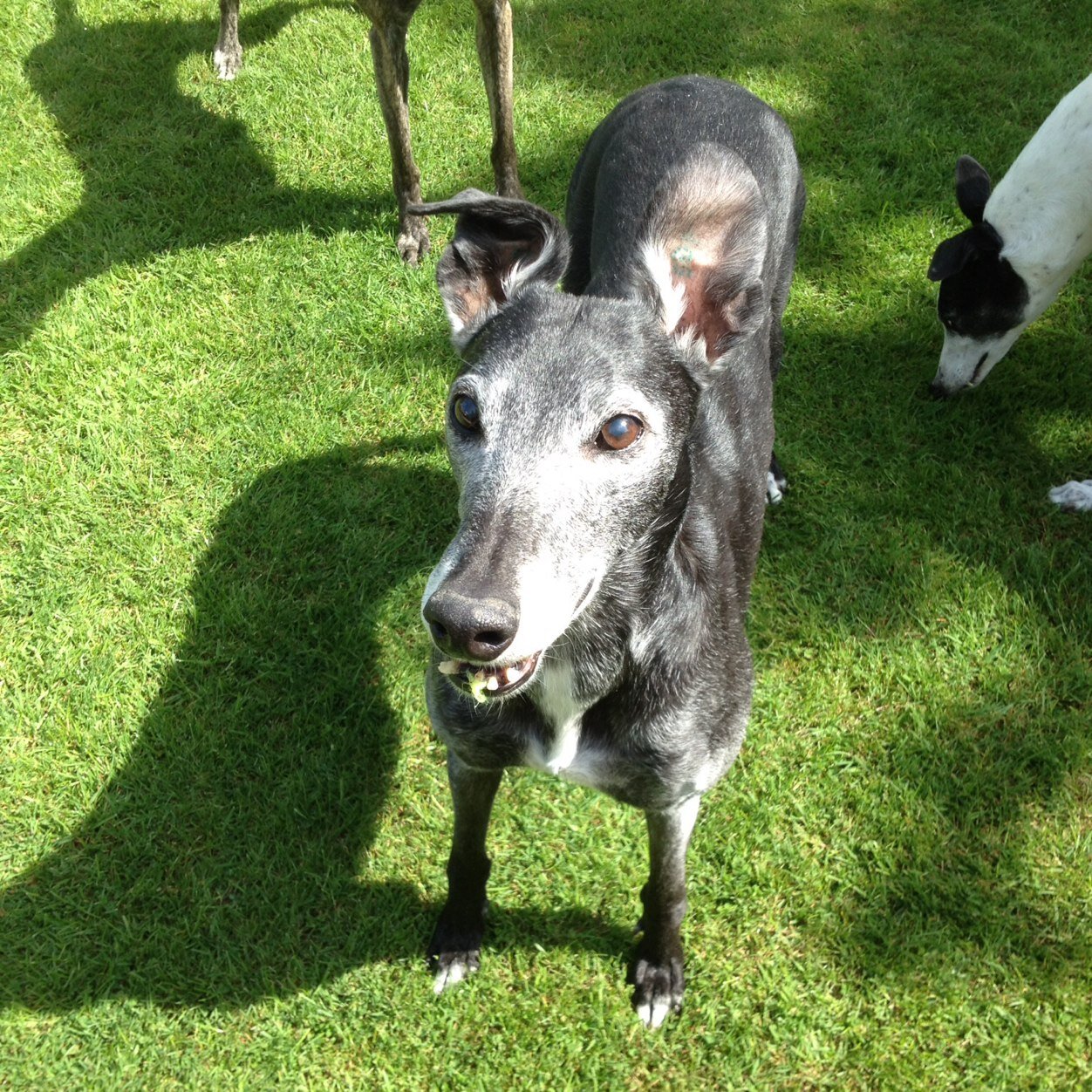 nickvtwin's profile picture. Me, Greyhounds, motorbikes oh and Hannah...fast dogs, fast bikes and....!!!