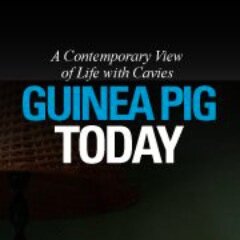 A lifestyle e-zine with news and information on modern living with your guinea pig.