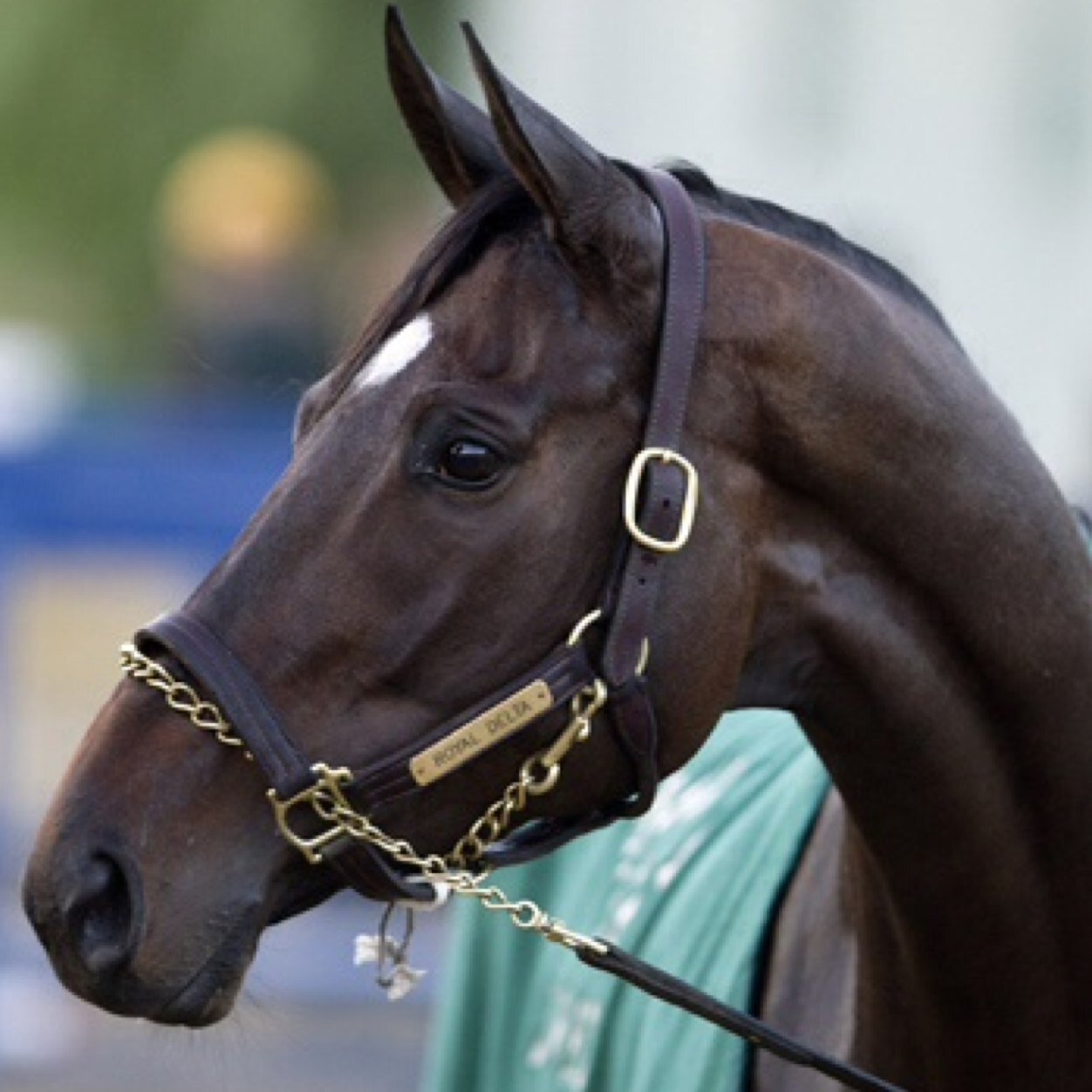 royal delta