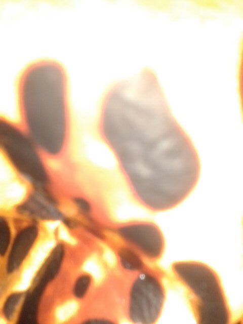 anacecy67's profile picture. 