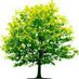 Trees (@extremetrees) Twitter profile photo