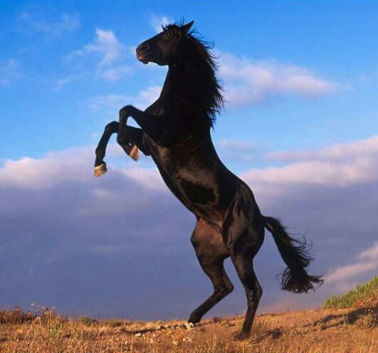 eng_hss1's profile picture. jeddah.