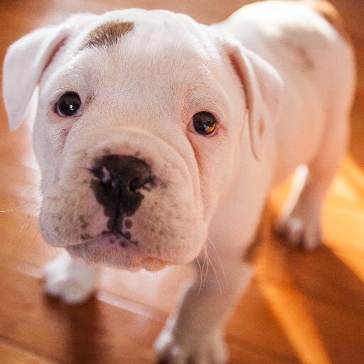 DarkYoda11's profile picture. DarkYoda11- Nvidia Surround Gamer, currently playing SW:TOR on Shadowlands Empire side. PVP only, none of this RPPVE! Come hang out on twitch!