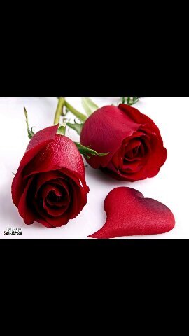 أكتب الشعر من واقع تجربه # وبعض الأبيات من رحم المعاناة#