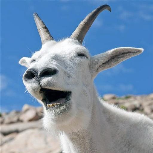 ShitTalkingGoat's profile picture. Every day is National Bullshit day if you try hard enough. or don't. Whatever. Fuck you