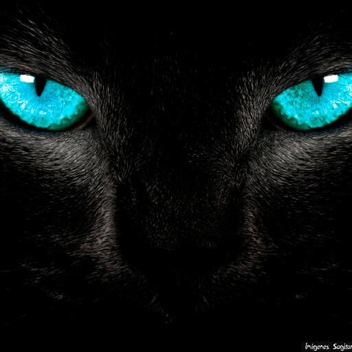MFerkitty's profile picture. Without dreams, we reach nothing. Without love, we feel nothing. And without Allah, we are nothing