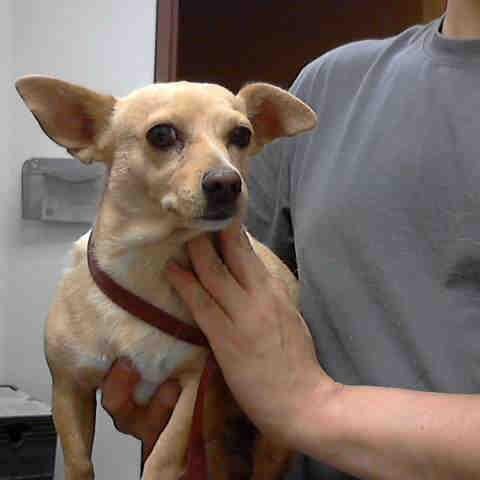 We are adorable & adoptable Cuties in Mesa! If you can provide a loving home, call the Mesa Animal Shelter (602) 506-7387 and mention my animal ID.