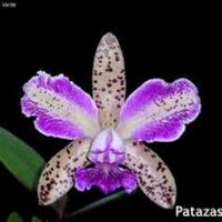 Orquídea (@orquidea) 's Twitter Profile