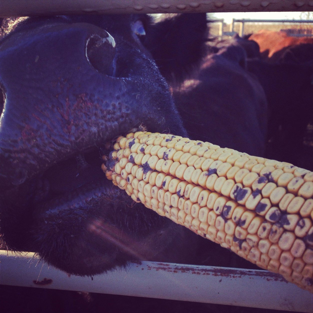 I raise beef cattle and grow crops. I show cattle and pigs in 4-H and I'm in FFA. I live in a rural area and its agriculture all the way!