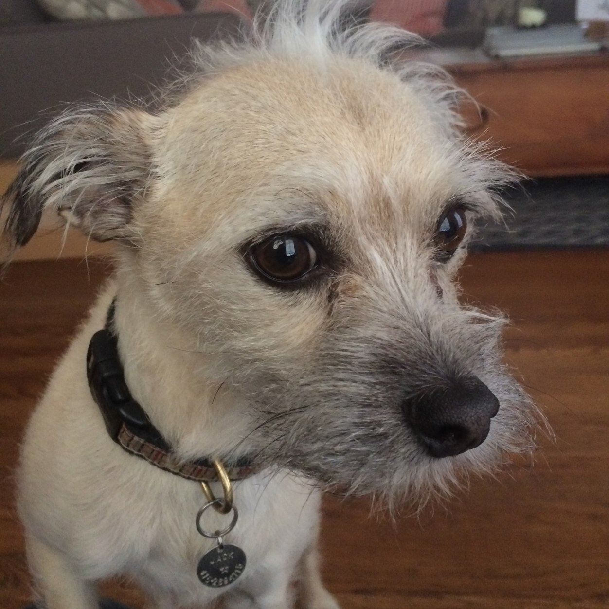 eye wuz a kyoote terrier mutt but now eye am here to troll Donald Trump tweetz bekuz da wurld kneads to know what a peese of shit he iz.
