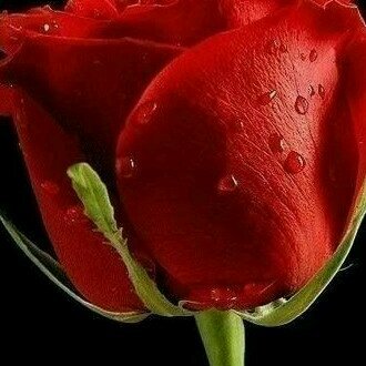 good_huda's profile picture. كلما احسنت نيتك احسن الله إليك وكلما تمنيت الخير لغيرك جائك الخير من حيث لا تحتسب:-@شكرا لمن يتابعوني.وأذا نسيت متابعتهم يذكروني.