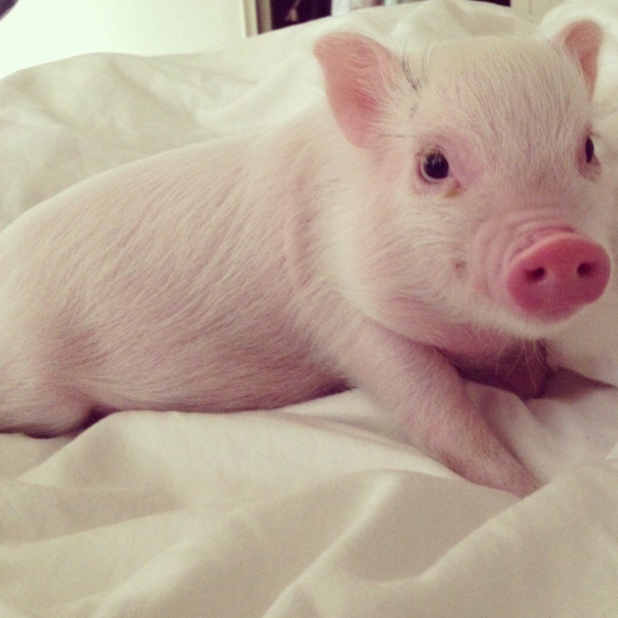hamlet the piggy hamlet