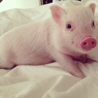 Hamlet The Piggy(@hamlet_the_pig) 's Twitter Profile Photo