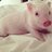 hamlet_the_pig's profile image