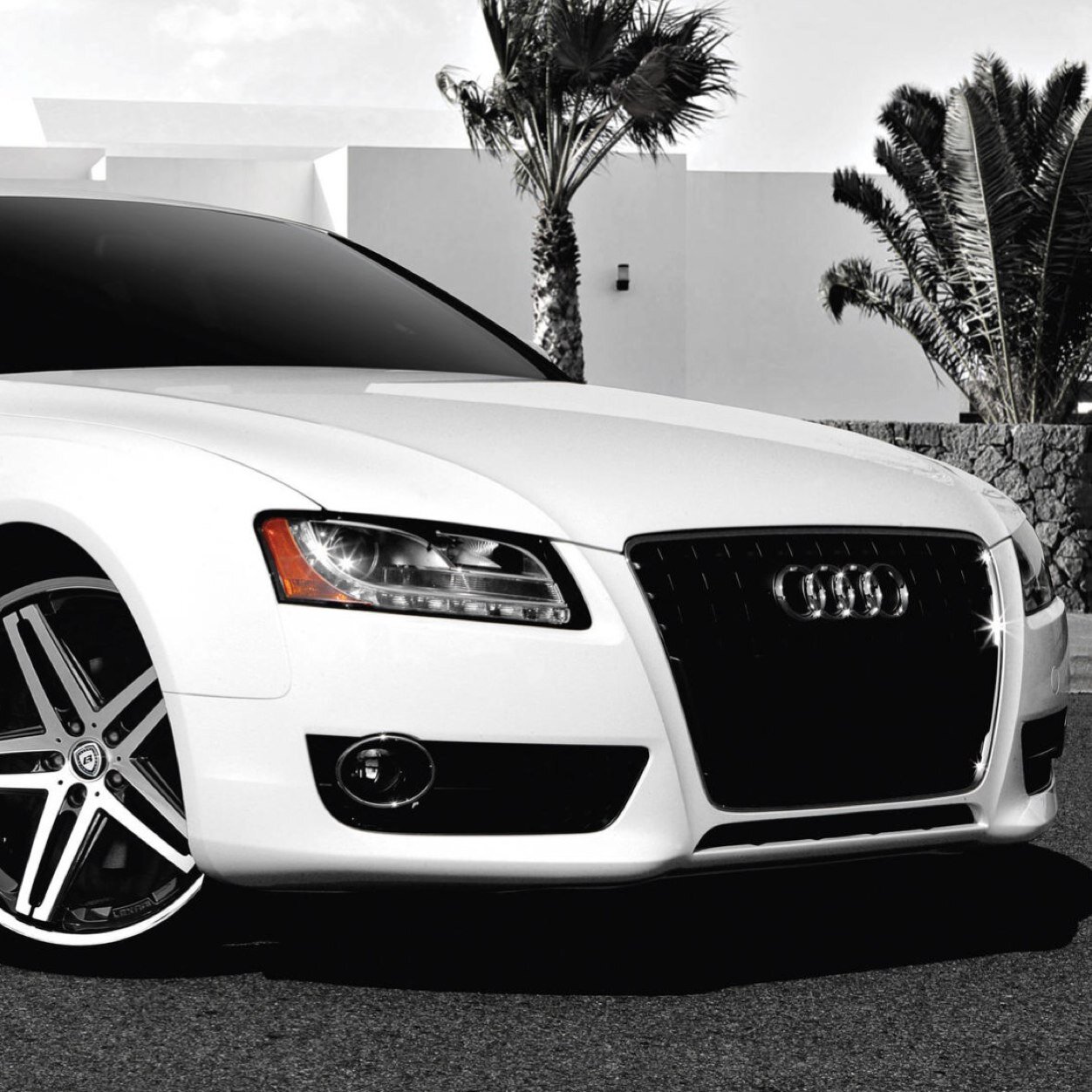 firenbird's profile picture. 