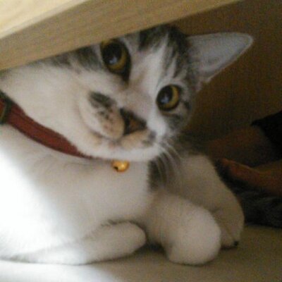 栗山廉士 Tiyo1059 Twitter