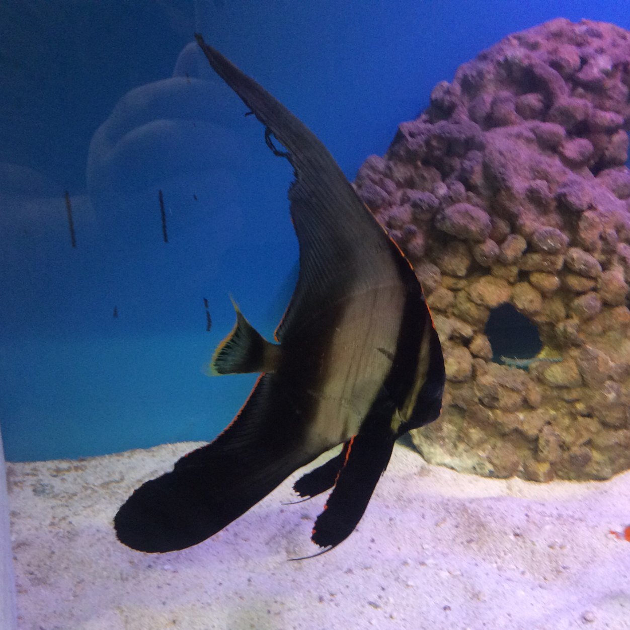 3ShiresAquatics's profile picture. 