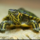 Robert Service - @robert_s99 - Twitter