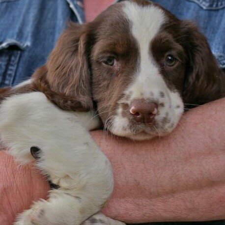 daveycrocket21's profile picture. 