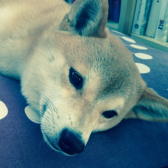 sammySFCA's profile picture. 