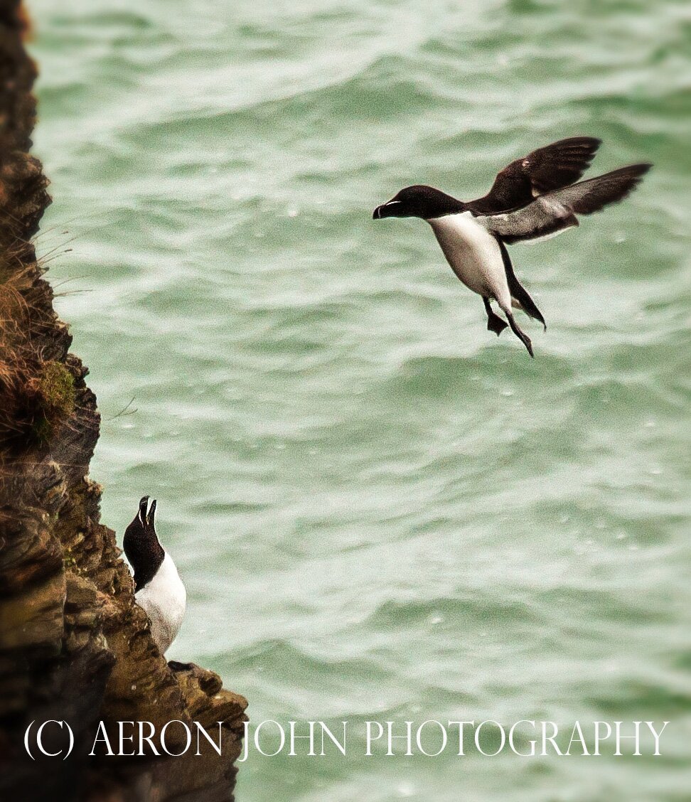 Guided walks along the Pembrokeshire Coastal Path highlighting and identifying wildlife and nature on our doorstep. For familes or the individual.