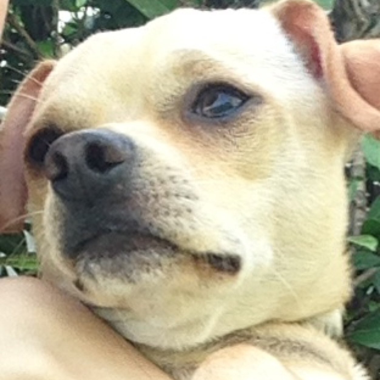 I am a Chilled Chihuahua. Just got adopted by wonderful humans. I have a brother named Julio-Iglesias Baker @JulioChihuahua and Cisco Baker.