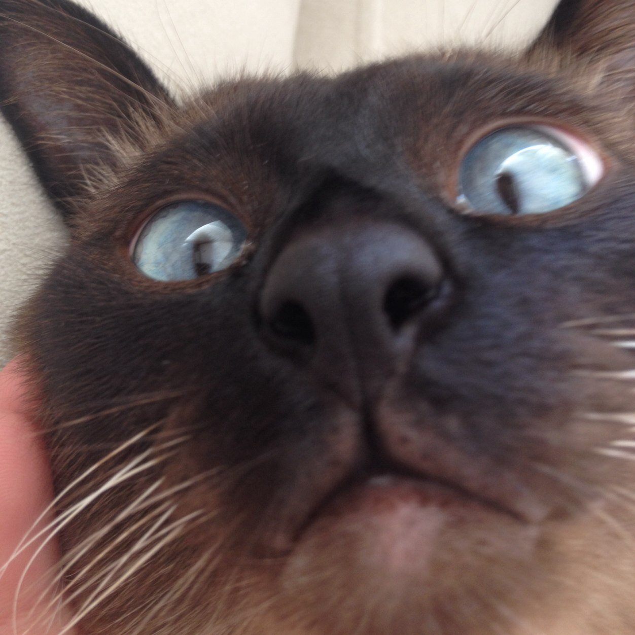 Boqpoop's profile picture. @torridfuss