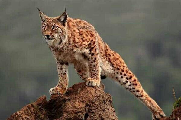 ‏(إِنَّ اللهَ ومَلائِكَتَهُ يُصَلُّونَ علَى النَّبِيِّ يَا أَيُّهَا الَّذِينَ آمنُوا صَلُّوا عَلَيهِ وسَلِّمُوا تَسلِيمًا)