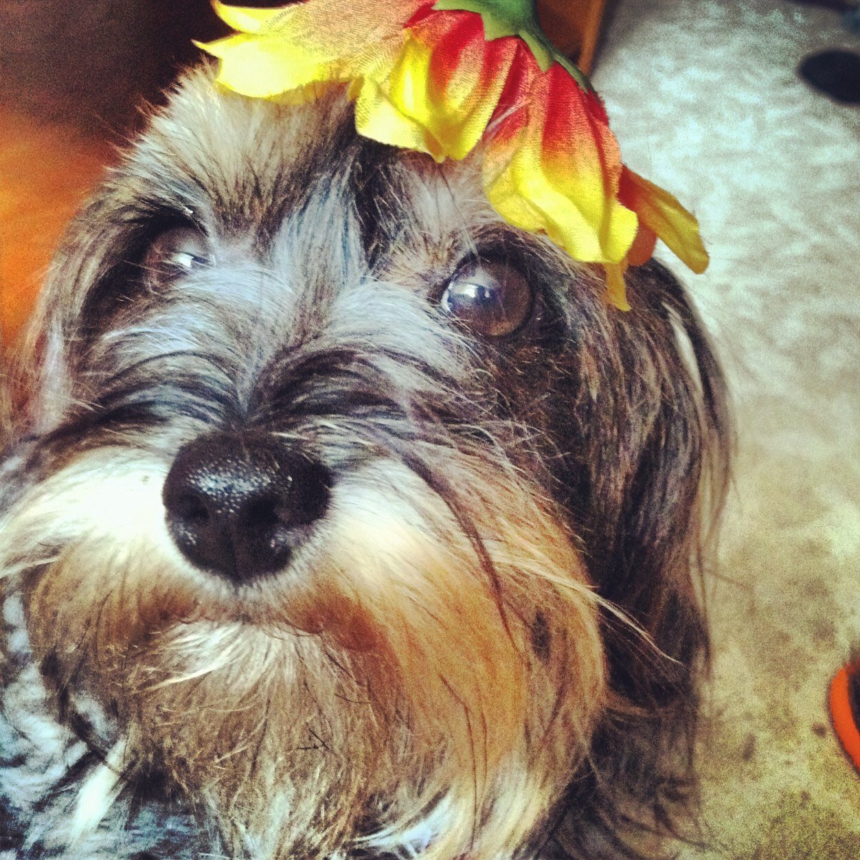 *woof,woof* Hi what's up I'm @JbombF Dog I'm cute fluffy and I'm a great friend with familys and kids. This will be my blog.. I have 4 kids this will be fun ❤️